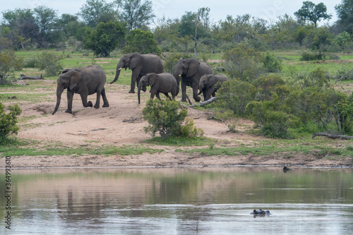 A family group of African Elephants  Loxodonta africana  at a waterhole in the Timbavati Reserve  South Africa