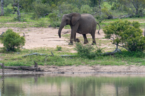 A family group of African Elephants  Loxodonta africana  at a waterhole in the Timbavati Reserve  South Africa