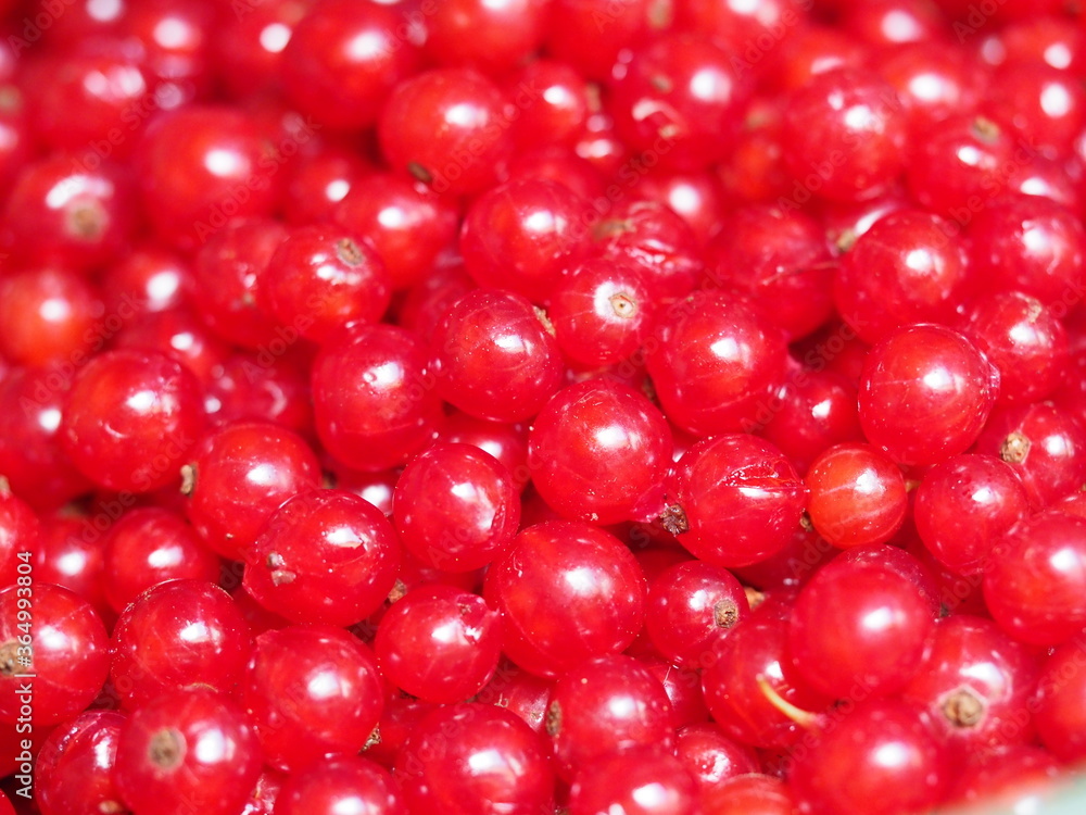 Rote Johannisbeeren (Ribes) frisch gepflückt und fertig zum Verzehr Rote Johannisbeeren (Ribes) frisch gepflückt und fertig zum Verzehr