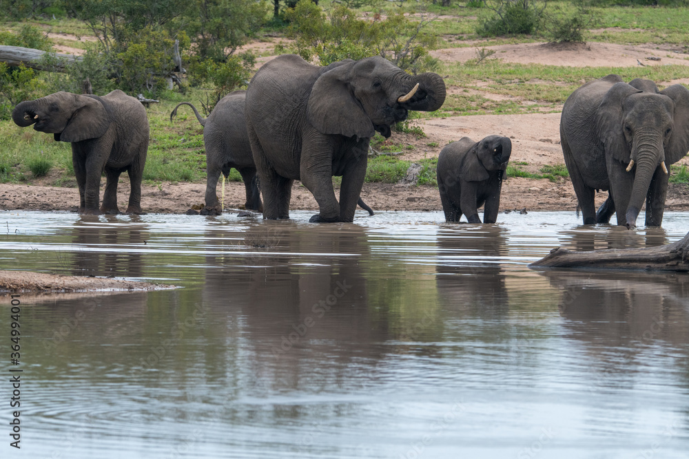 Fototapeta premium A family group of African Elephants (Loxodonta africana) at a waterhole in the Timbavati Reserve, South Africa
