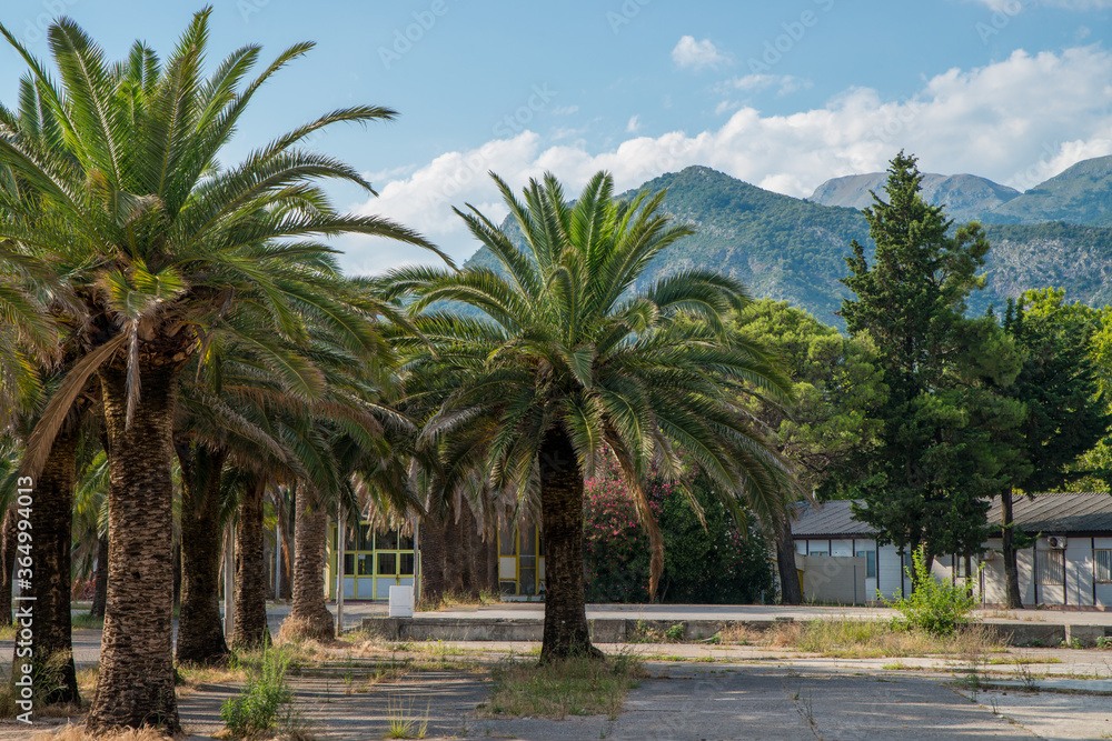 Palm trees, mountains and buildings