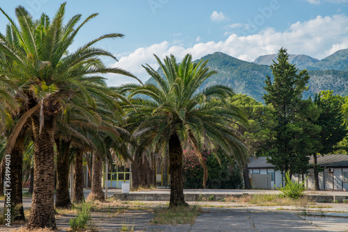 Palm trees, mountains and buildings © Blue Cat Studio