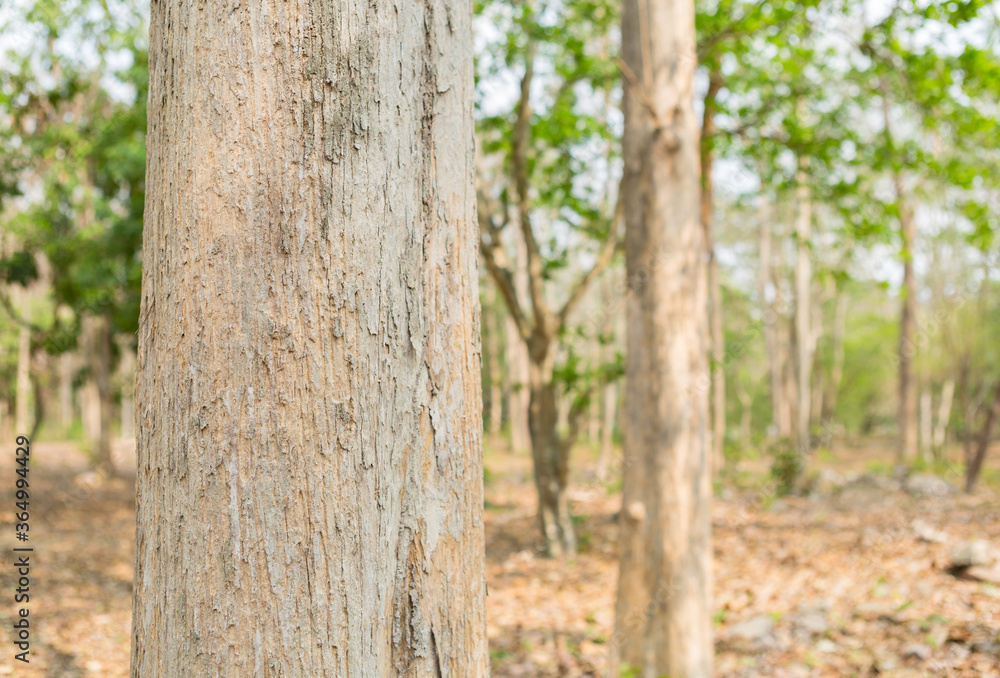Teak Tree in Thailand precious hardwoods one of the last major areas of tropical forest in Asia
Teak Tree in Thailand precious hardwoods one of the last major areas of tropical forest in Asia