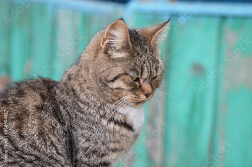 the tabby brown cat turned away