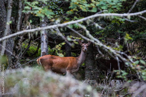 Fototapeta Naklejka Na Ścianę i Meble -  Deer in Capcir forest, Cerdagne, France