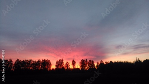 sunset in the forest