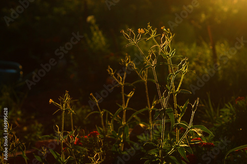 Summer grasses look beautiful in front of the sunset.