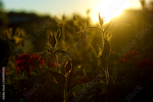 Summer grasses look beautiful in front of the sunset.