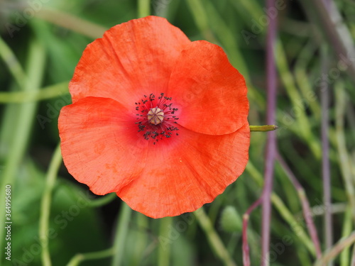 Klatschmohn (Papaver rhoeas) auch Mohnblume oder Klatschrose ist weit verbreitet und leuchtet im vollen Rot photo