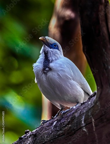 Bali starling also known as Rothschild`s myna or Bali myna. Latin name - Leucopsar rothschildi photo