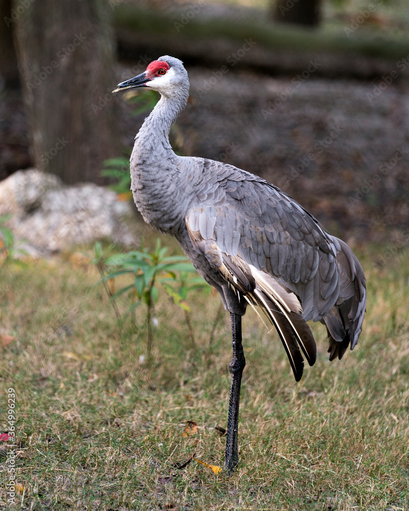 Obraz premium Sand hill crane bird Stock Photos. Sand hill crane bird close-up profile view with foliage background