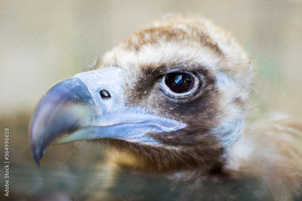Hungry Vulture Awaits Prey.Black Vulture Hungry Vulture Awaits Prey.Black Vulture