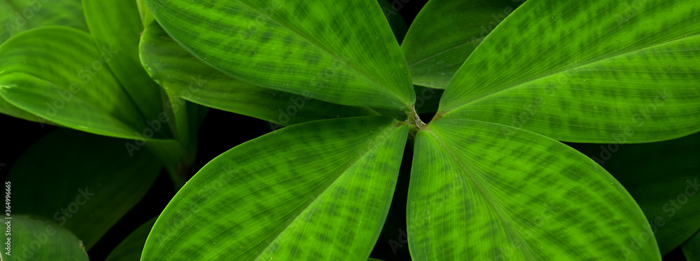 Fototapeta premium tropical leaves, dark green foliage, abstract nature background