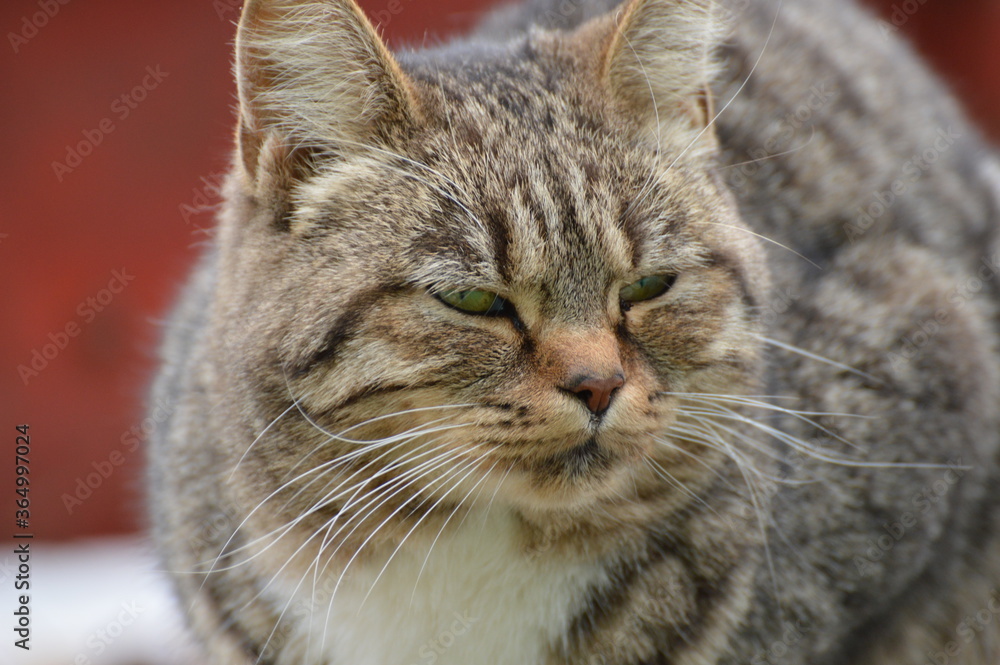 thick striped brown cat on a red-brown background close-up