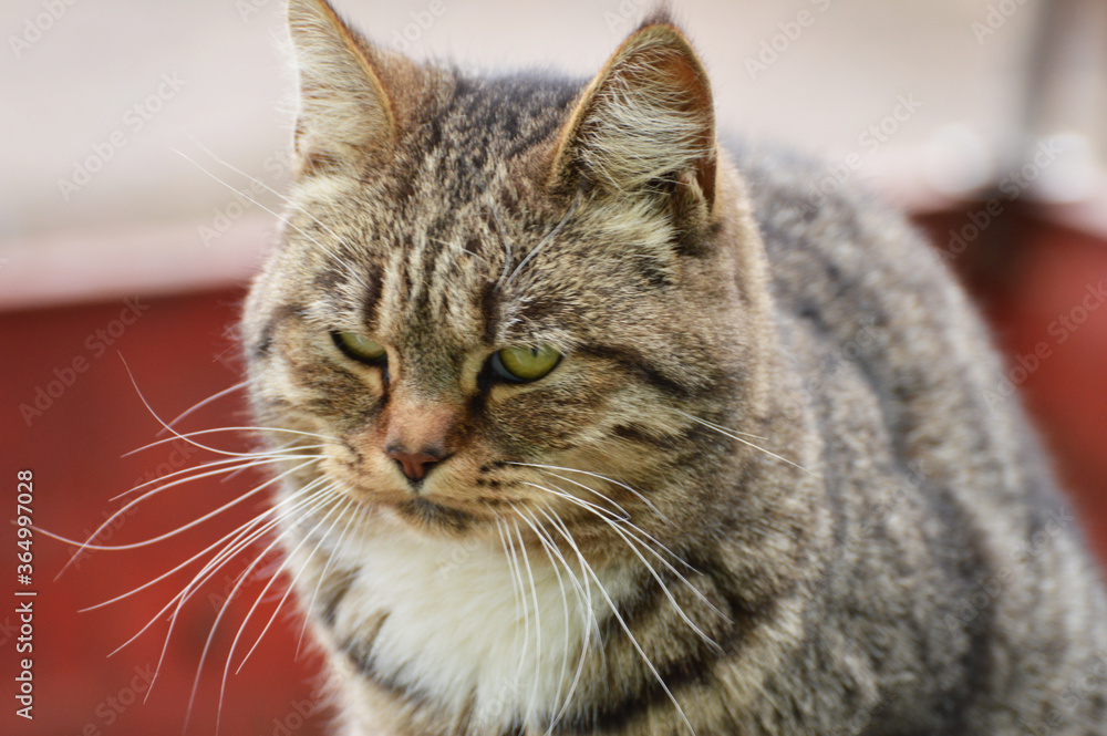 thick striped brown cat on a red-brown background close-up