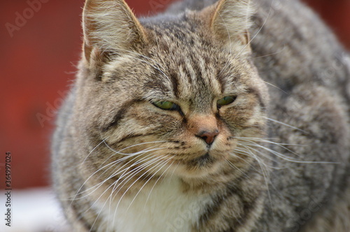 thick striped brown cat on a red-brown background close-up