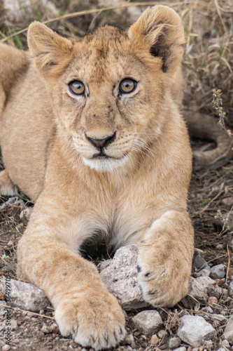 lion cub © Nel