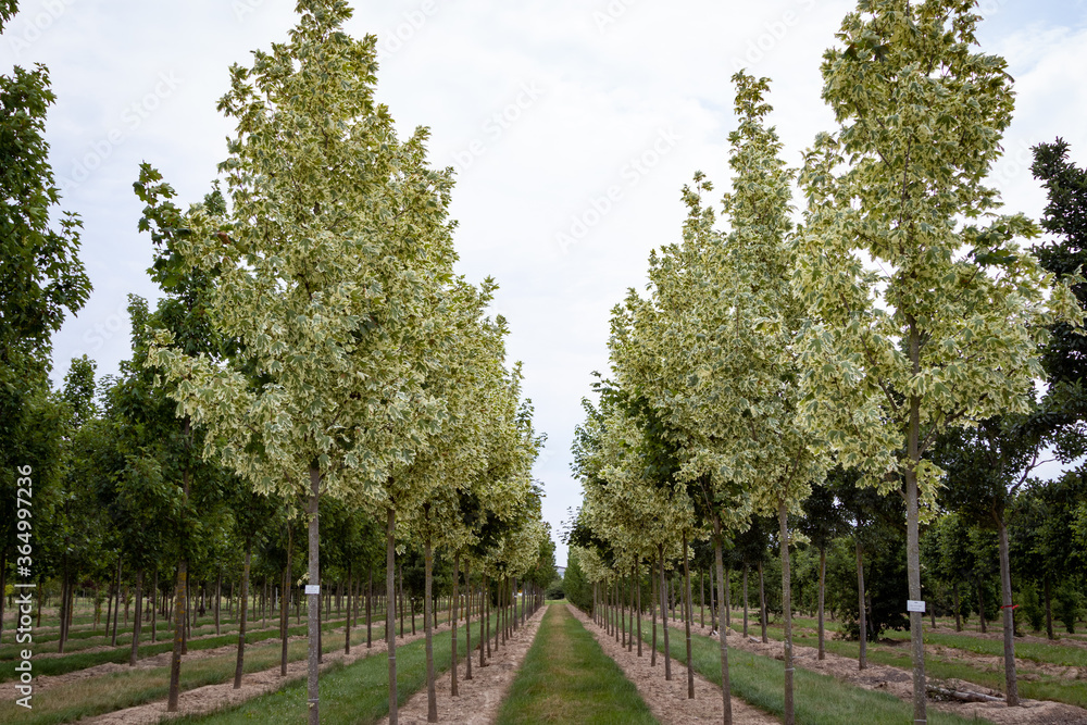 Acer platanoides Drummondii, view into a tree nursery Acer platanoides Drummondii, view into a tree nursery