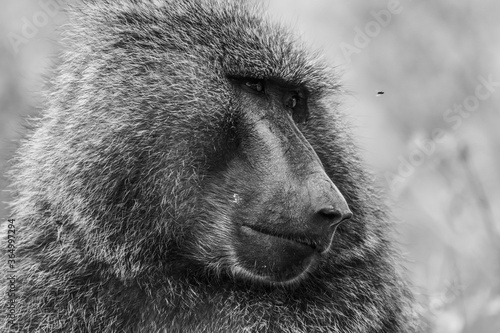 close up of a baboon