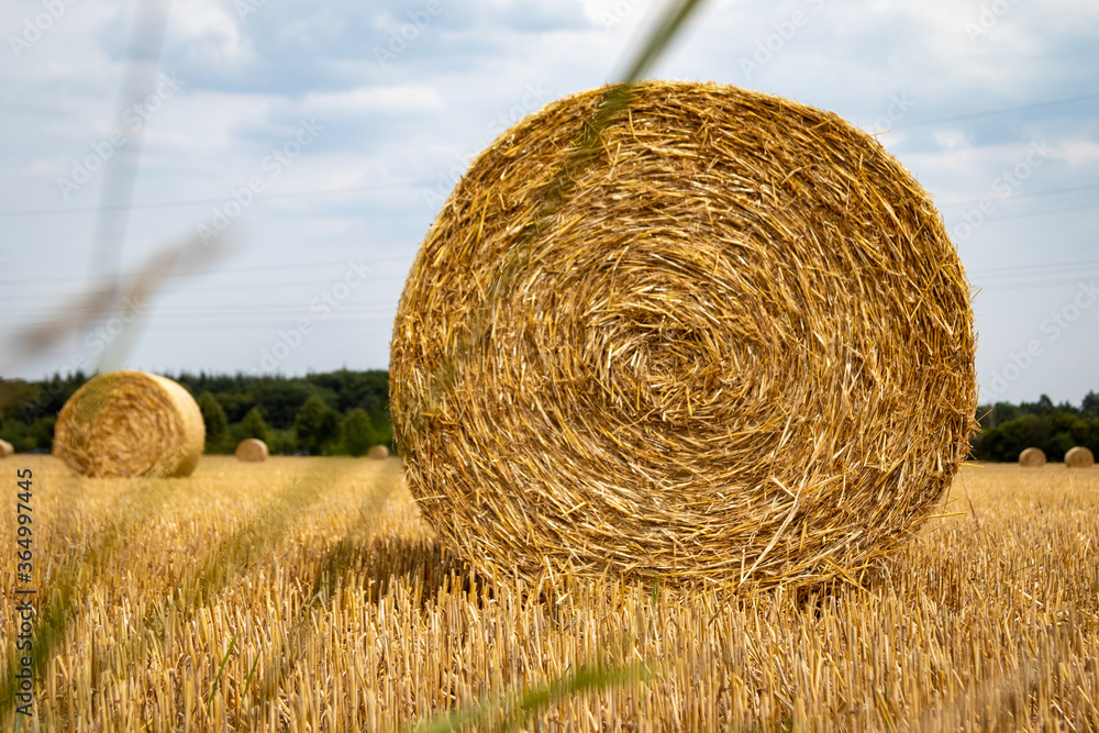 hay bundles on a harvested field hay bundles on a harvested field