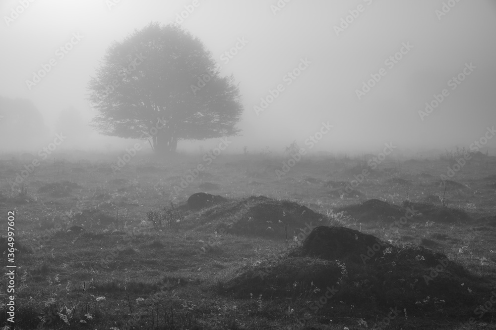 Foggy morning in the Glazowisko Rutka nature reserve in Suwalski Landscape Park, Podlaskie, Poland