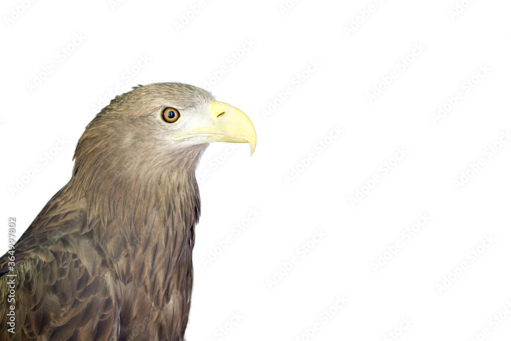 Eagle on isolate white background. Eagle on isolate white background.