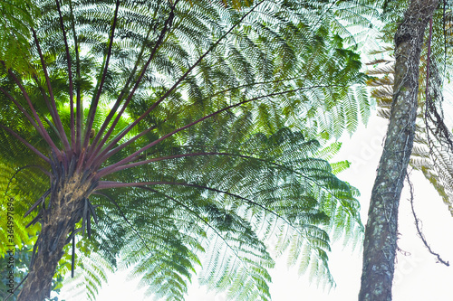 Many giant fern trees in a tropical rain forest with a background of blue sky and white clouds. can be used as background and wallpaper