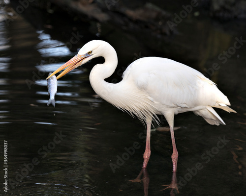 White Heron photos. Image. Portrait. Picture. Fish in its beak. White colour feather plumage. Blur background. Great White Heron.