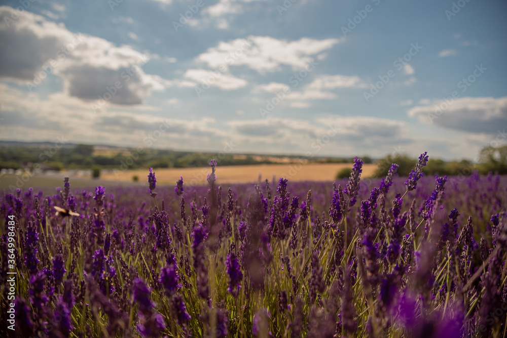 Obraz premium Lavender field