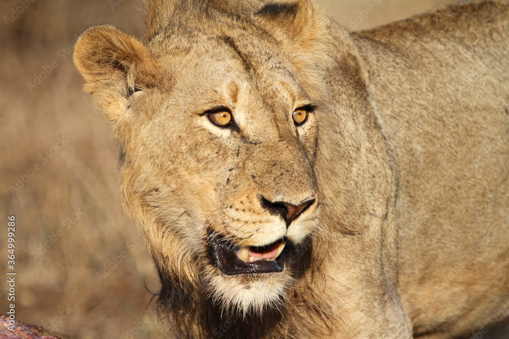 Lion Kruger Park South Africa Lion Kruger Park South Africa
