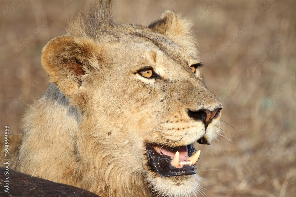 Obraz premium Lion Kruger Park South Africa