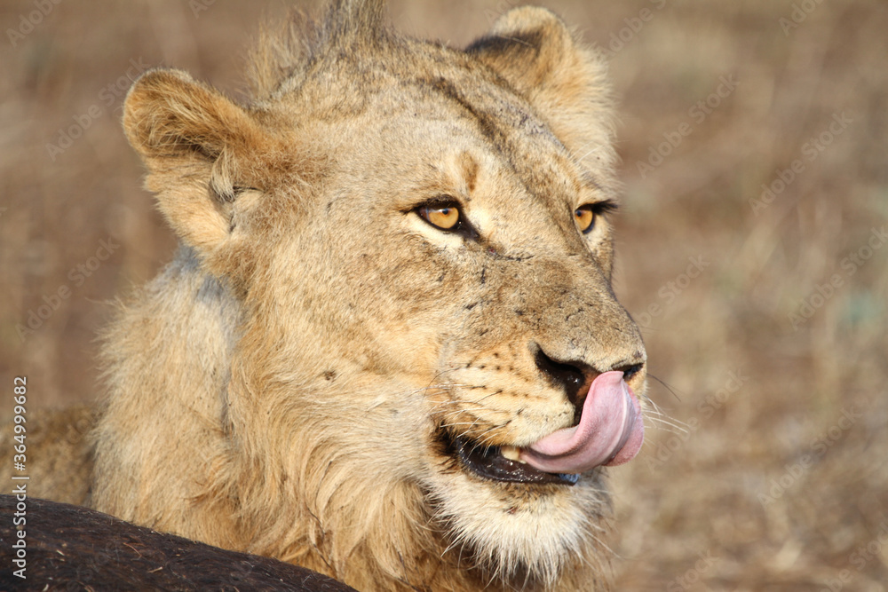 Obraz premium Lion Kruger Park South Africa