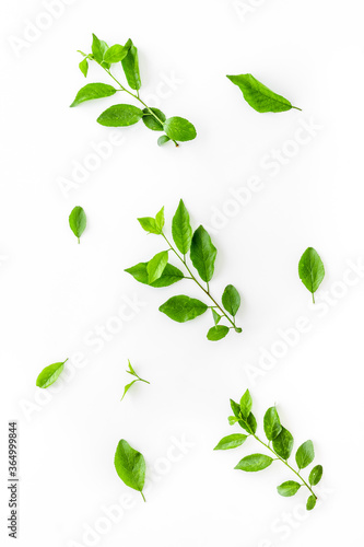 Above view of lauout of green leaves - nature background.