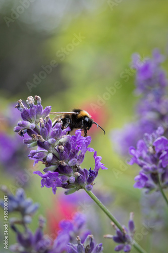 White-tailed bumble bee on lavender plants © A Linscott
