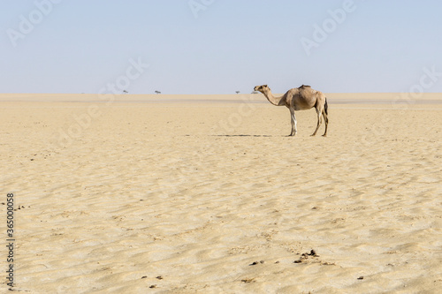 Convoy of Camels rest during in the sahara desert of Erg Djouab, Chad photo