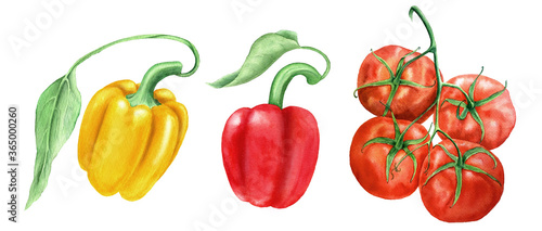 Collection of vegetables vintage watercolor botanical illustration isolated on a white background suitable for food design