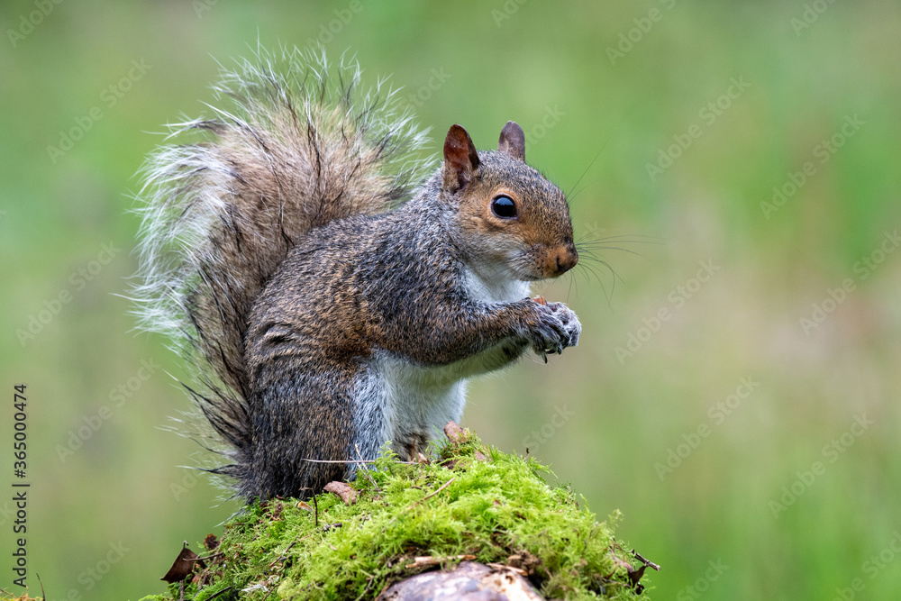 Close up portrait of a Grey Sqirrel (Sciurus carolinensis) in a tree in parkland Close up portrait of a Grey Sqirrel (Sciurus carolinensis) in a tree in parkland