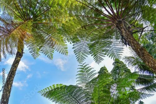 Many giant fern trees in a tropical rain forest with a background of blue sky and white clouds. can be used as background and wallpaper