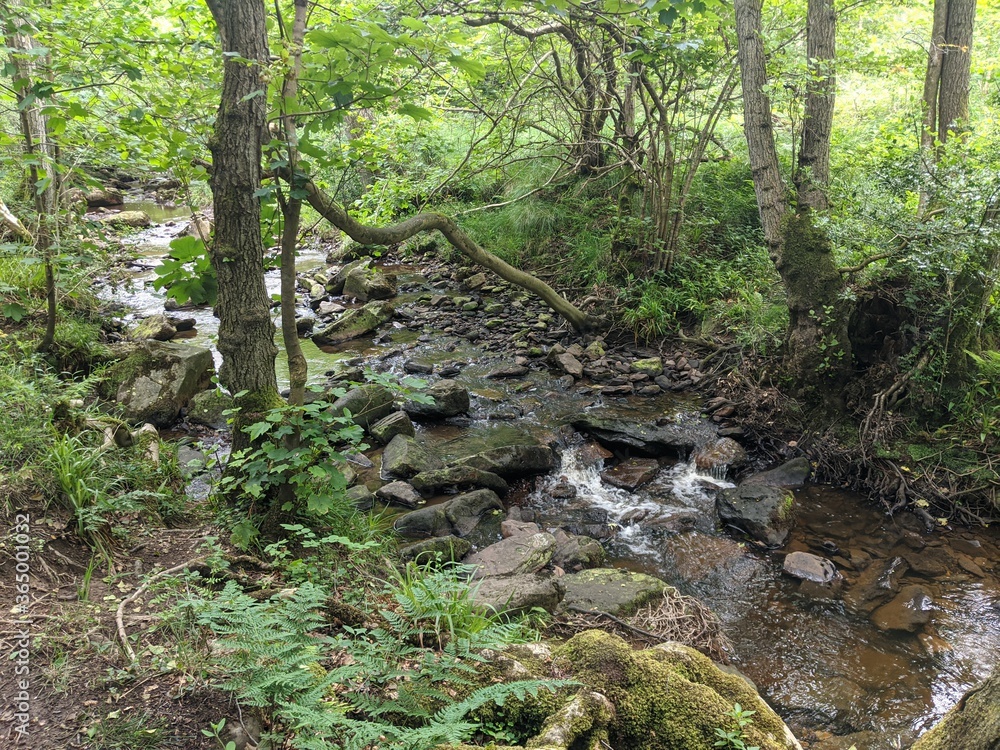 stream in the woods stream in the woods