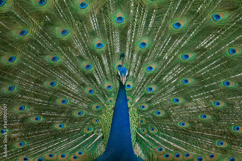 Fototapeta premium peacock with feathers out