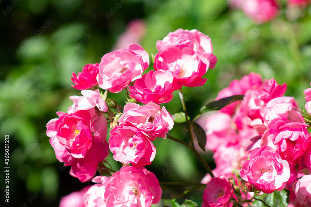 garden rose Bush in the Park close up garden rose Bush in the Park close up