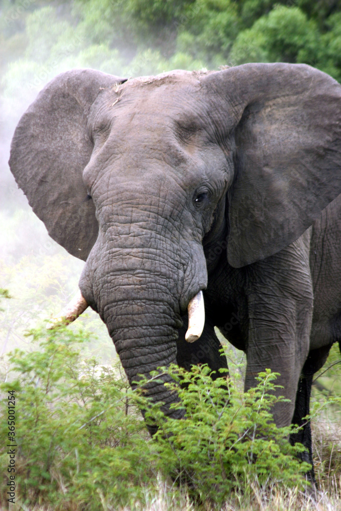 Fototapeta premium Elephant Kruger Park South Africa