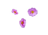 Three purple flowers separated from a white background