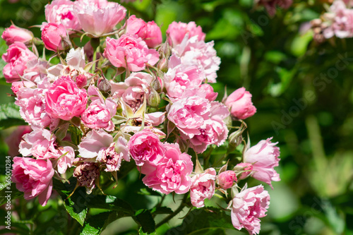Fototapeta Naklejka Na Ścianę i Meble -  garden rose Bush in the Park close up