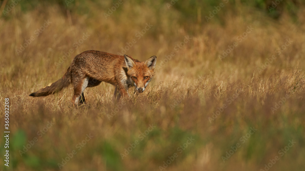 Brown fox hunting for prey Brown fox hunting for prey