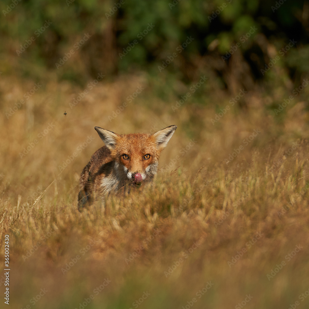 Brown fox hunting for prey Brown fox hunting for prey