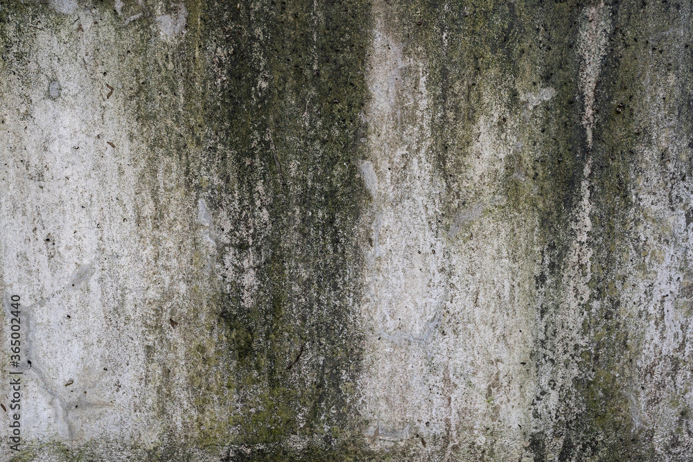 Abstract old dirty dark mossy plaster cement concrete wall texture copy space background Abstract old dirty dark mossy plaster cement concrete wall texture copy space background