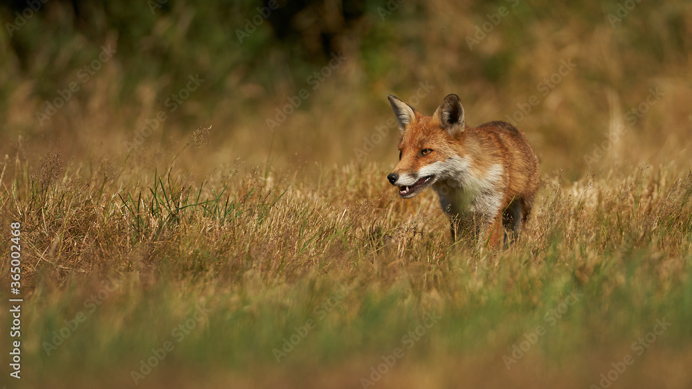 Brown fox hunting for prey