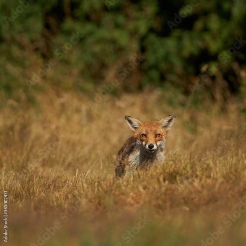 Brown fox hunting for prey © Uniquecapture