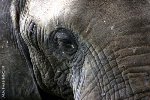 Elephant Kruger Park South Africa